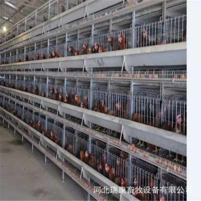 雞籠廠家養殖設備 蛋雞籠 肉雞籠 小雞龍 鵪鶉籠 可做全自動設備