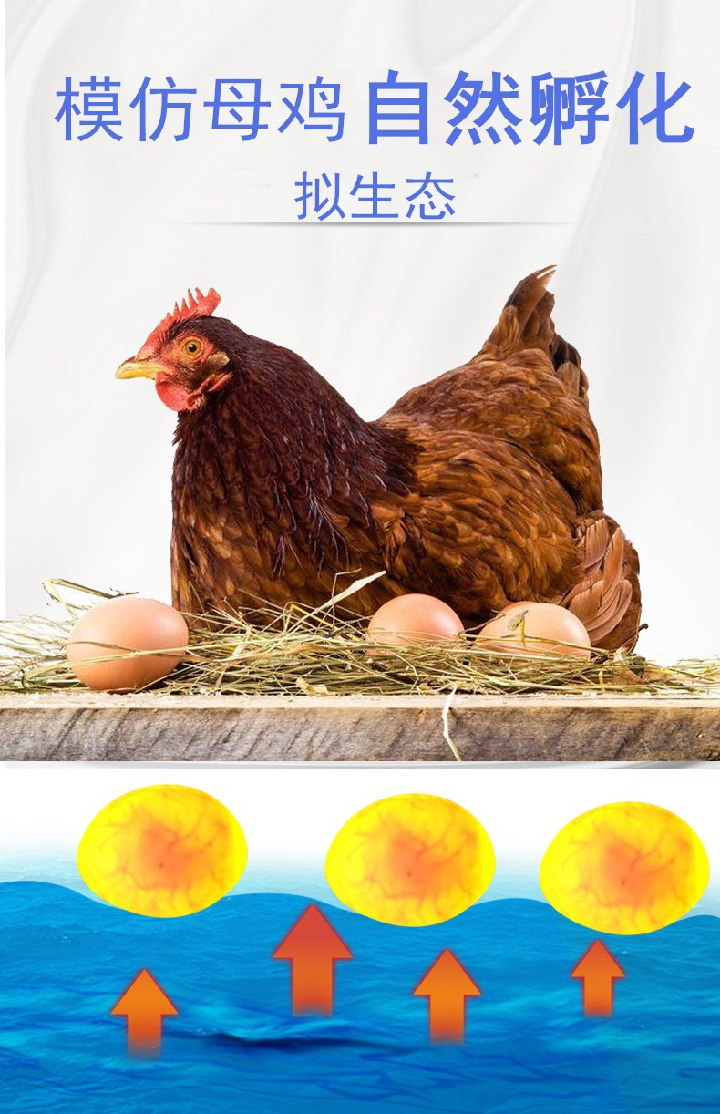 水床孵化機_03_副本