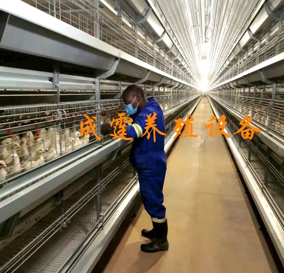 廠家供應 籠子類喂料設備 雞籠架 階梯式雞籠架 層疊式雞籠架