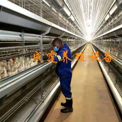 廠家供應(yīng) 籠子類喂料設(shè)備 雞籠架 階梯式雞籠架 層疊式雞籠架