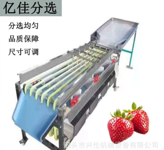 檳郎分級機冬棗篩選機橄欖分揀機山楂篩果機獼猴桃分選機