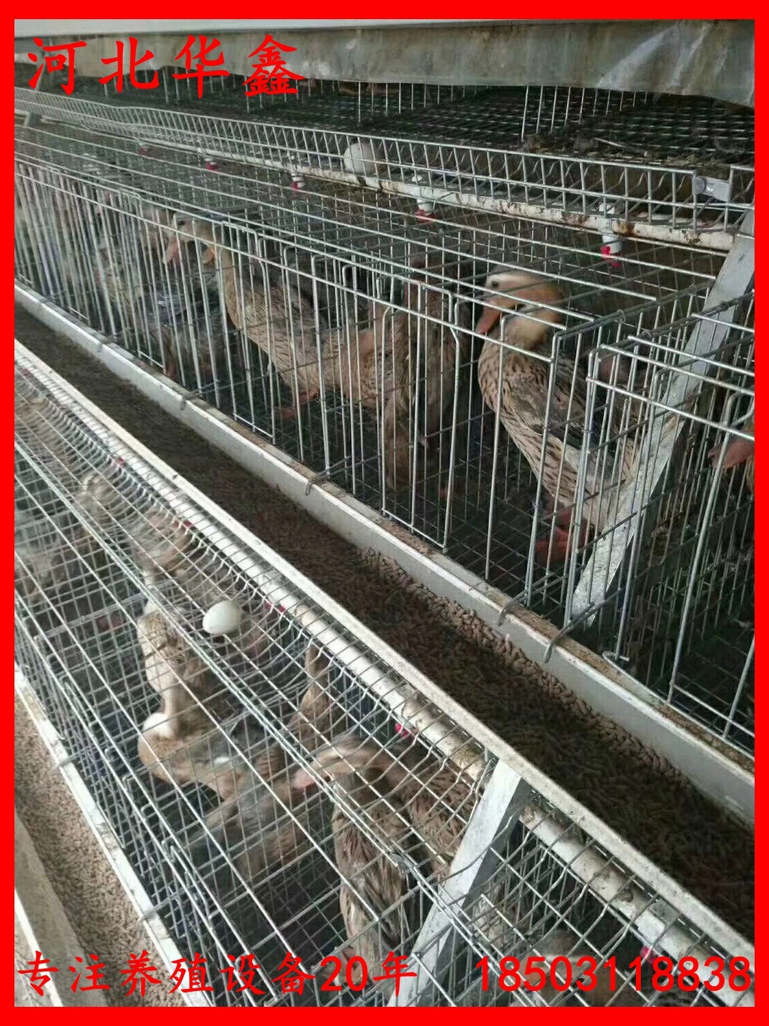 蛋鴨籠鴨子籠養設備鴨子養殖籠子自動化蛋鴨養殖設備籠子