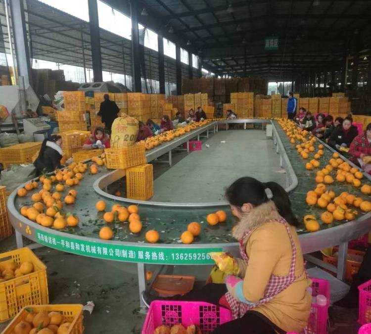 環(huán)形輸送機(jī) 流水線傳送帶分揀線 水果包裝挑選輸送帶 廠家供應(yīng)