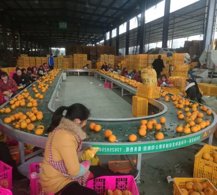 不銹鋼環(huán)形傳送機(jī) 輸送機(jī)設(shè)備 食品飲料水果裝箱物流傳送 支持定制