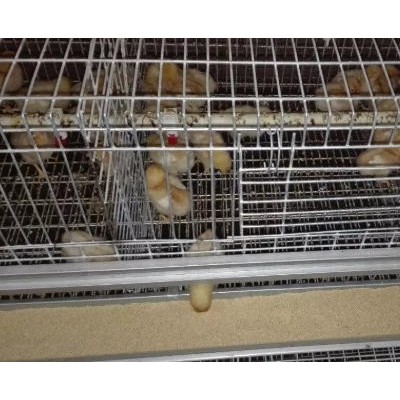 全三層育雛育成籠