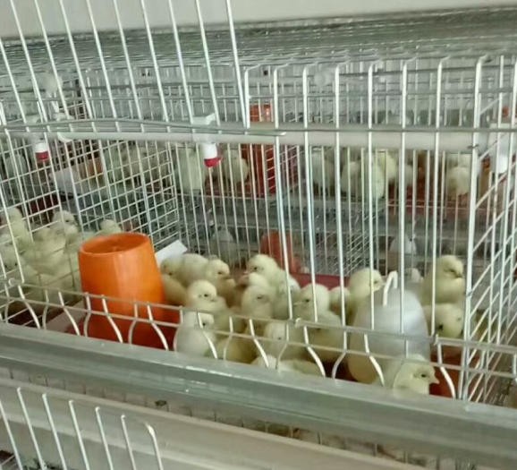 禽樂A型育雛籠具