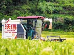 回眸“十四五” 展望“十五五”｜“農(nóng)”墨重彩 繪就涼都沃野新畫卷