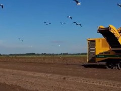 機械化收獲土豆，這種農機真是厲害，長見識了